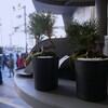 ミニ盆栽と表参道の喧騒が・・・