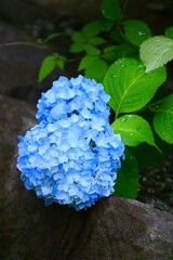 ① 団地に咲くアジサイ