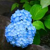 ① 団地に咲くアジサイ