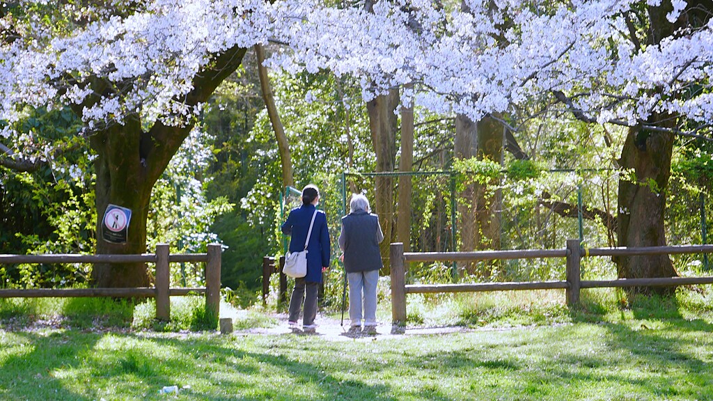 ④ 城址公園の桜