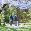 ④ 城址公園の桜