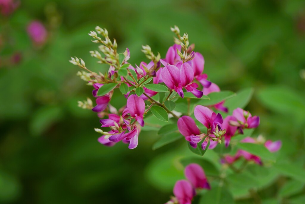 萩の花が・・・