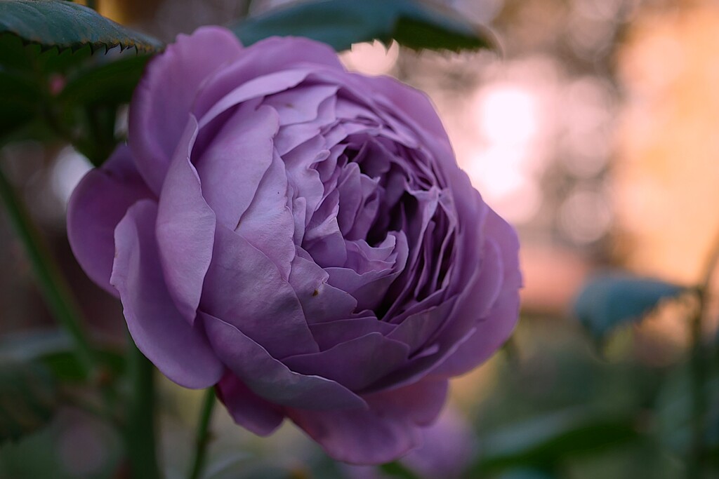 四季の香ローズガーデンの薔薇 ⑧