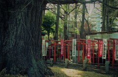 朱色の千本鳥居と大イチョウ