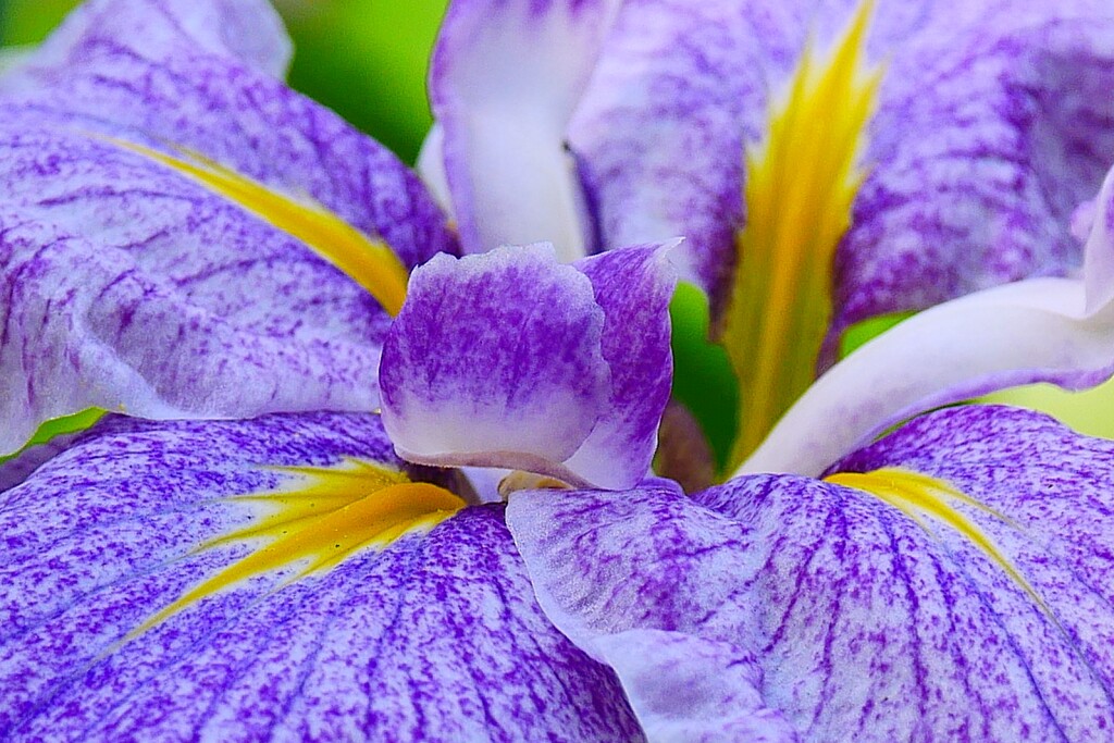 ⑤ 花菖蒲（ハナショウブ）