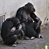 チンパンジーの親子（2）