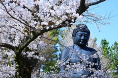 桜と東京大仏
