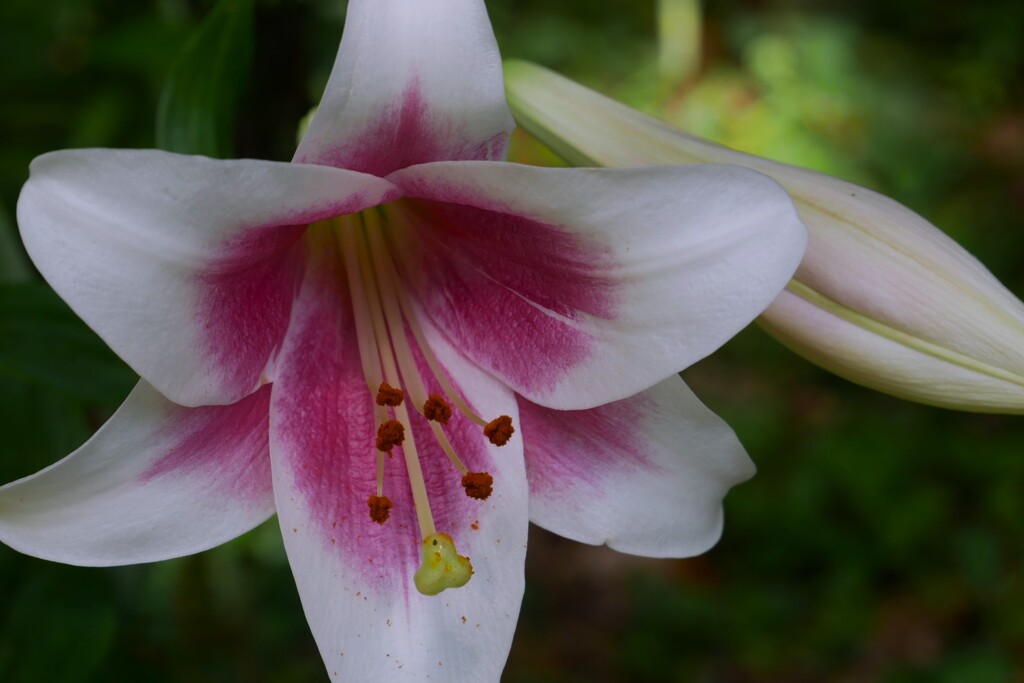 ユリの花が咲き始めました。（1）