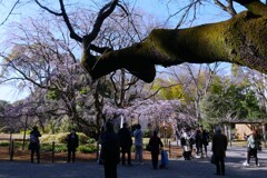 「六義園のしだれ桜」 この日は、2分咲きでした。