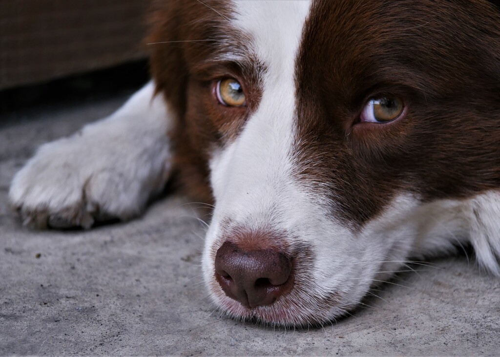 お友達のわんちゃん（1）