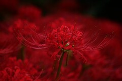② 彼岸花