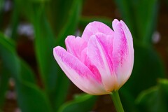 ⑥ チューリップの花が・・・