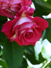薔薇が咲いた（2）