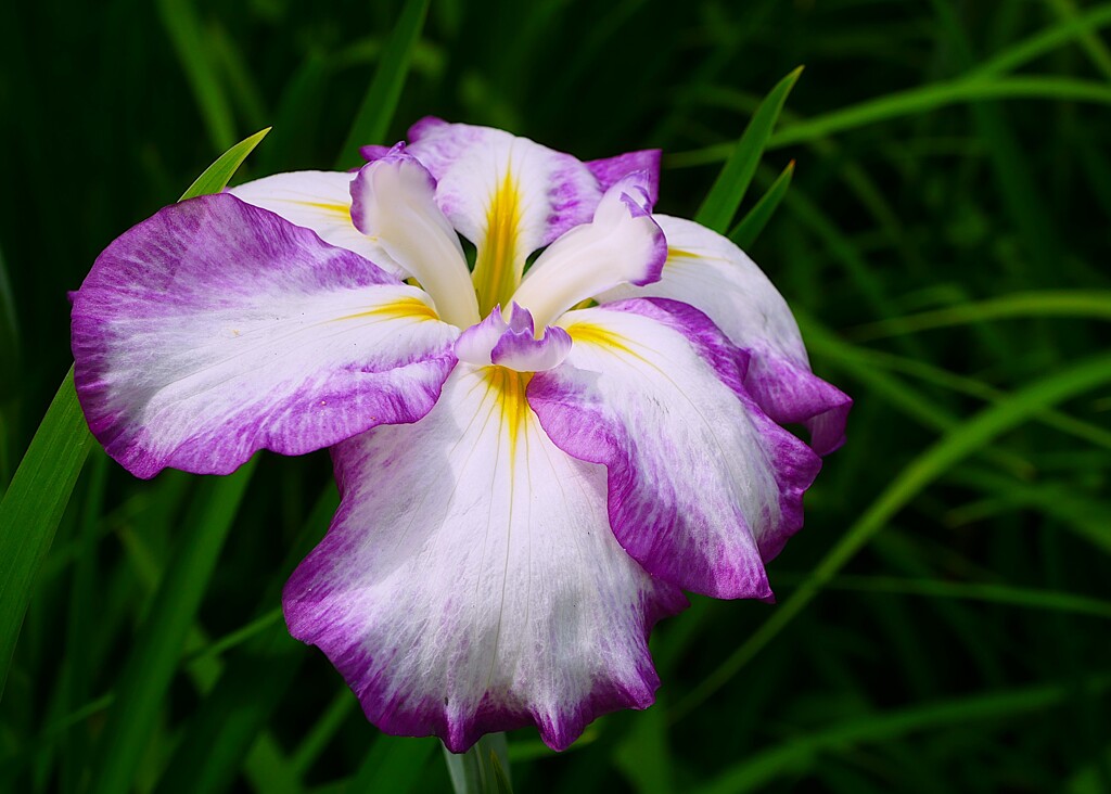 ① 花菖蒲（ハナショウブ）