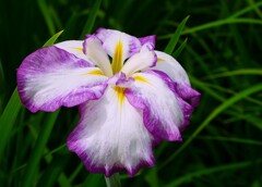 ① 花菖蒲（ハナショウブ）