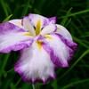 ① 花菖蒲（ハナショウブ）