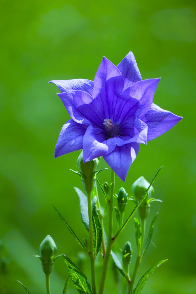 フタエキキョウ / 二重桔梗