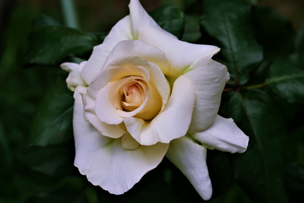 薔薇（5）