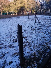 深夜に降った雪が・・・