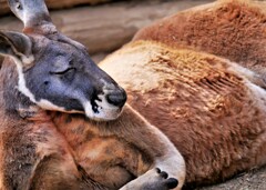 超リラックス状態のカンガルーのお父さん