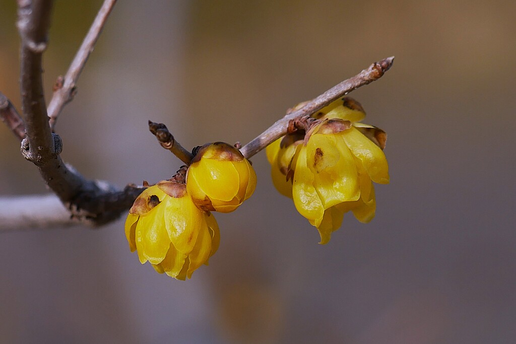 ③ 葛飾区堀切でロウバイを撮る！