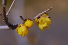 ③ 葛飾区堀切でロウバイを撮る！