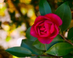 ① 山茶花（サザンカ）ー 冬に咲く代表的な花 ー