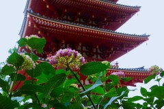 高幡不動尊の五重塔と紫陽花