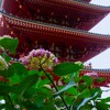 高幡不動尊の五重塔と紫陽花