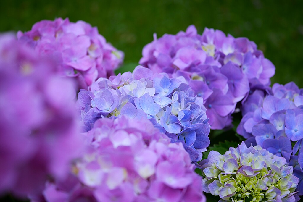 紫陽花様 ① 紫陽花の季節だ！ by ken2023 （ID：13536582） - 写真共有サイト