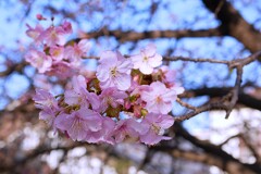 ② 近くの神社に春が来た！