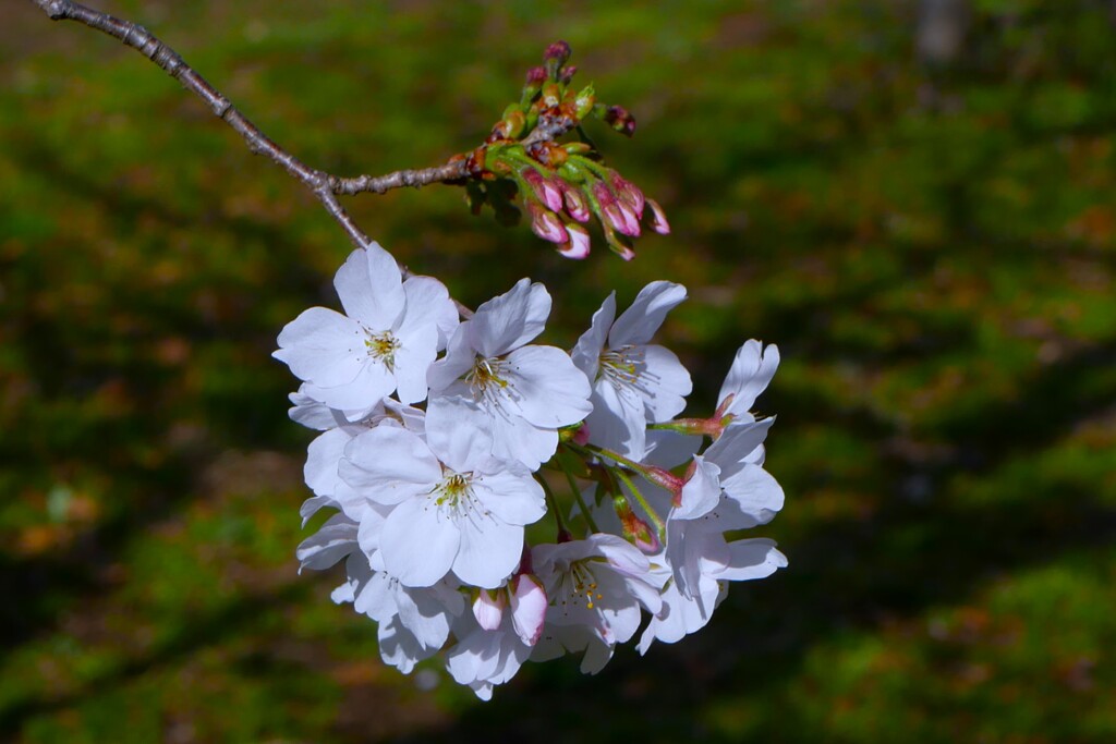 公園のサクラ咲く（2）