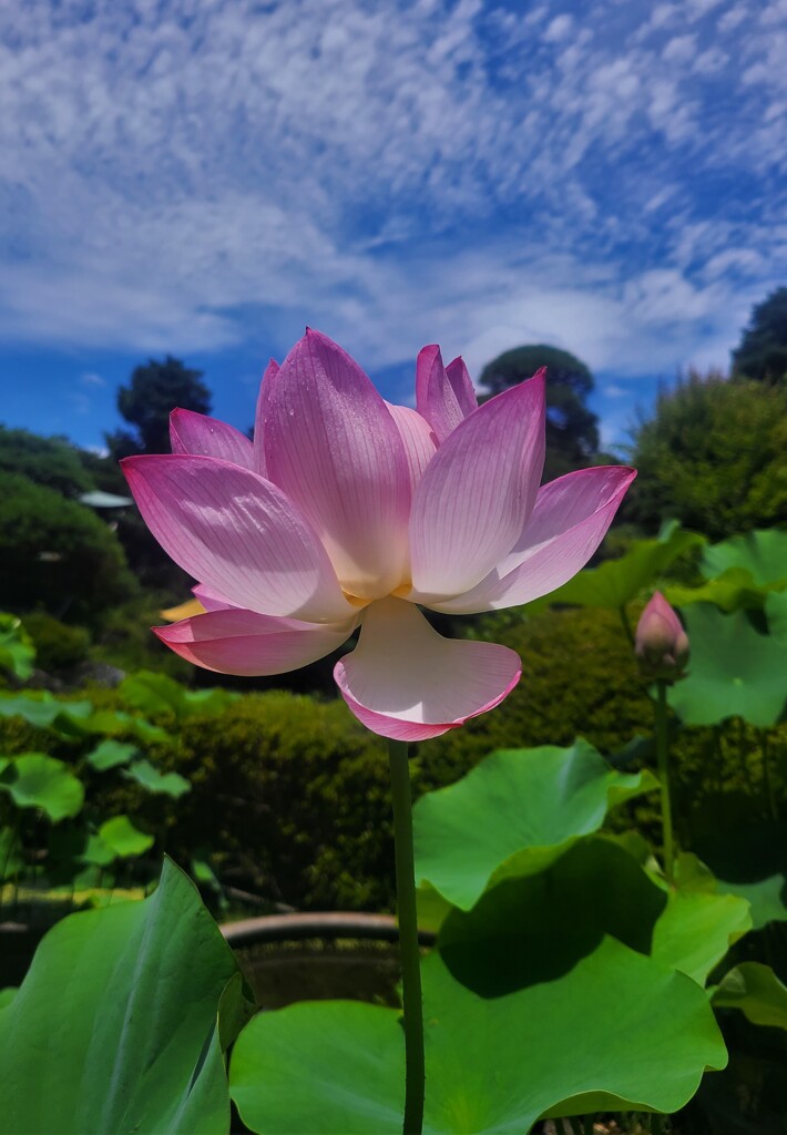 この日は真夏日。