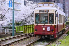 ③ 桜と東京さくらトラム（都電荒川線）を撮る！