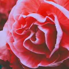 ベゴニアの花 ③