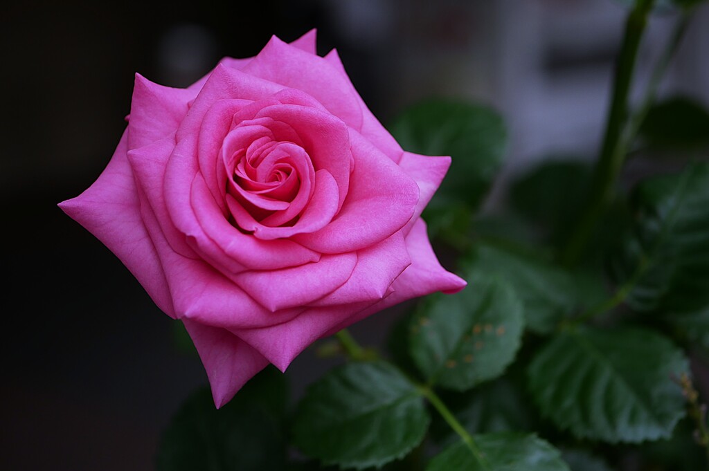 ピンクの薔薇 by ken2023 （ID：13534698） - 写真共有サイト:PHOTOHITO