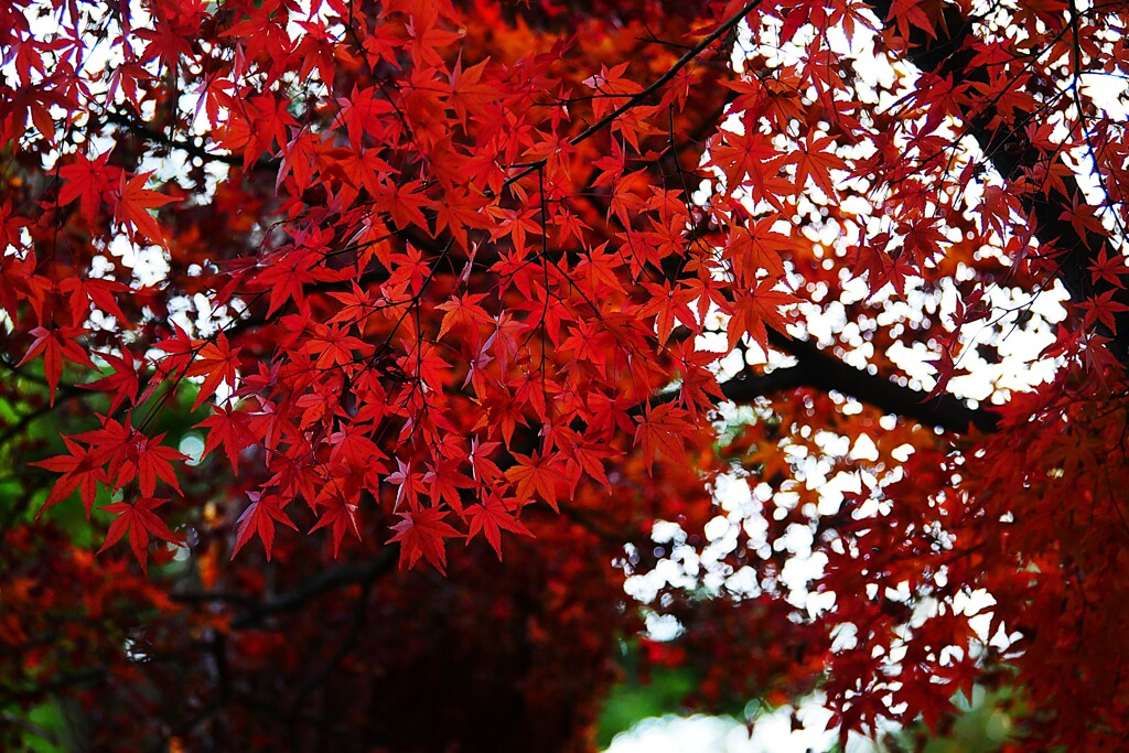 ③ 殿ヶ谷戸庭園の紅葉