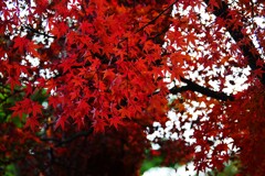 ③ 殿ヶ谷戸庭園の紅葉
