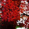 ③ 殿ヶ谷戸庭園の紅葉