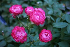 ⑦ 四季の香ローズガーデンの秋バラ