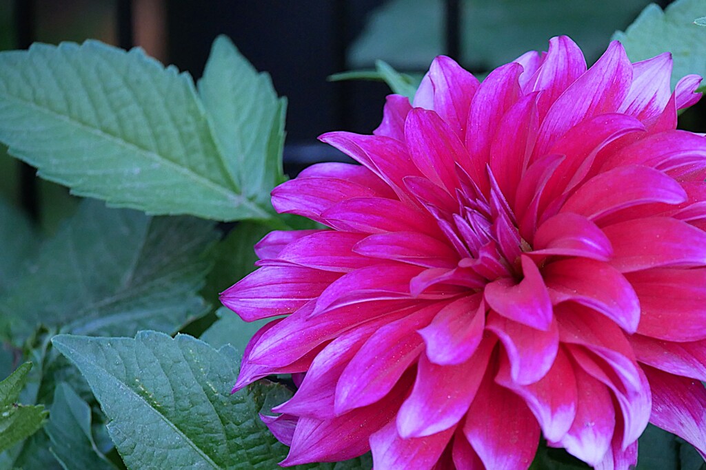 ② ダリアの花が・・・