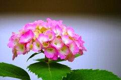 ③ 団地に咲くアジサイ