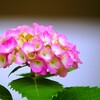 ③ 団地に咲くアジサイ