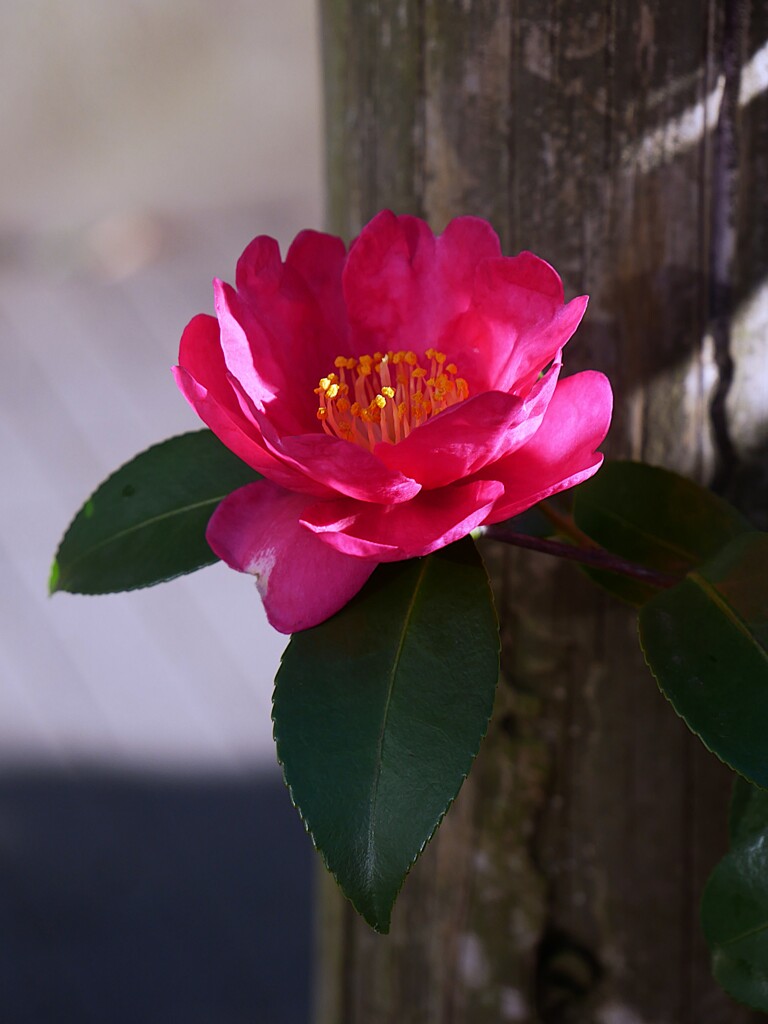 ② 山茶花（サザンカ）ー 冬に咲く代表的な花 ー