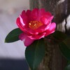 ② 山茶花（サザンカ）ー 冬に咲く代表的な花 ー