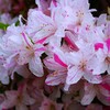③ 根津神社のつつじ苑にて