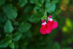 秋に咲く花々 ④  ホットリップス