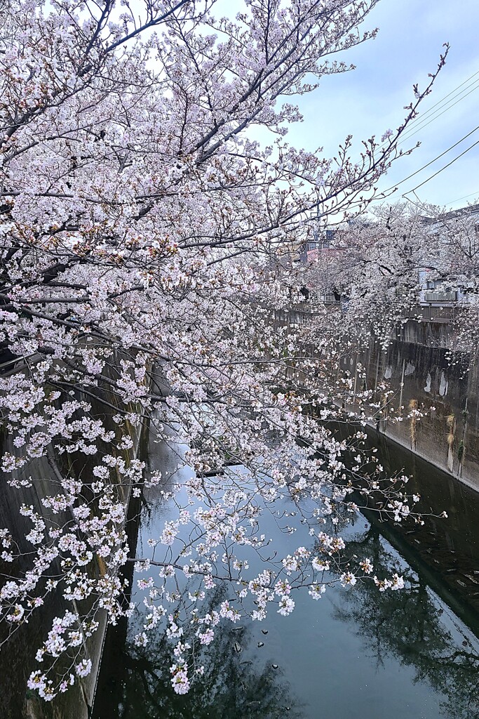 ① 石神井川の桜並木