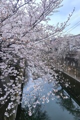 ① 石神井川の桜並木