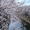 ① 石神井川の桜並木